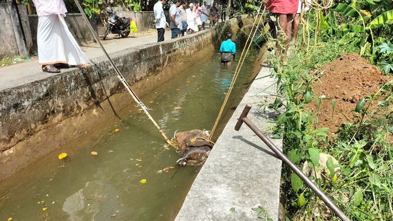 മഞ്ഞപ്ര ഇടതുകര കനാലിൽ പശുവിൻ്റെ ജഢം കണ്ടെത്തി